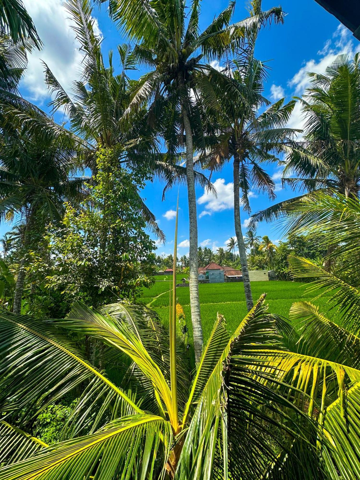 Nunu Bali Eco Friendly Retreat Hotel ชังกู ภายนอก รูปภาพ