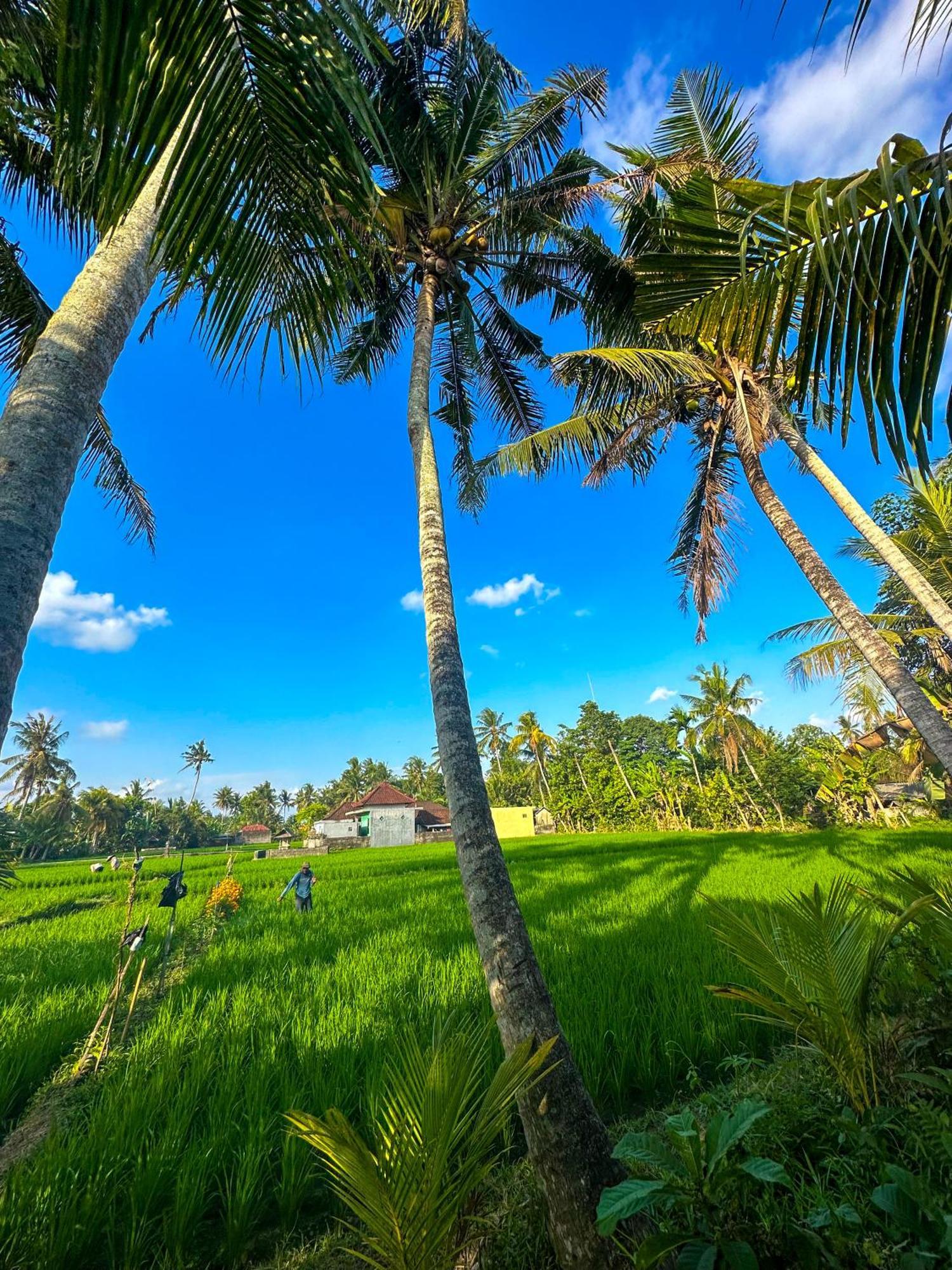 Nunu Bali Eco Friendly Retreat Hotel ชังกู ภายนอก รูปภาพ