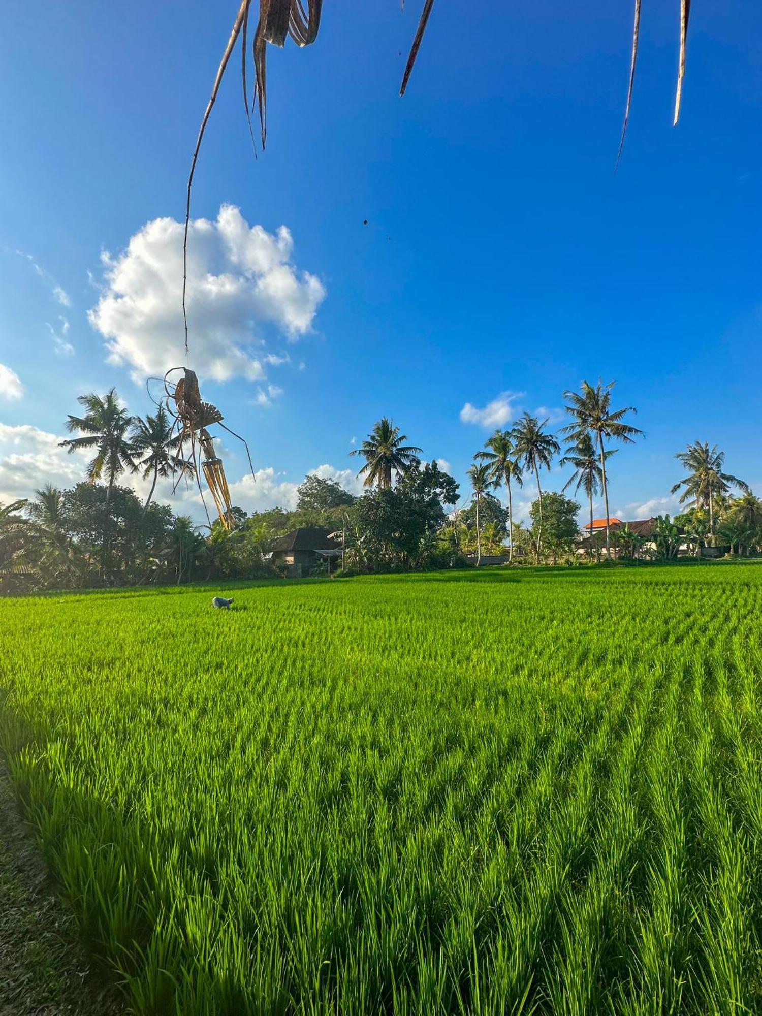 Nunu Bali Eco Friendly Retreat Hotel ชังกู ภายนอก รูปภาพ